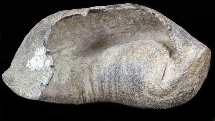 Fossil Whale Ear Bone - Miocene #40313